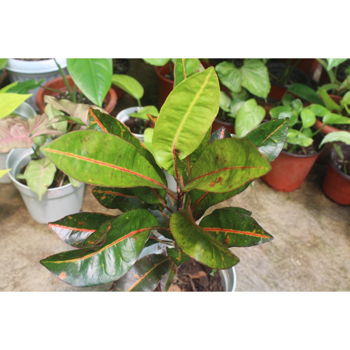 Petra Croton San Francisco Codiaeum Variegatum Shopee Philippines