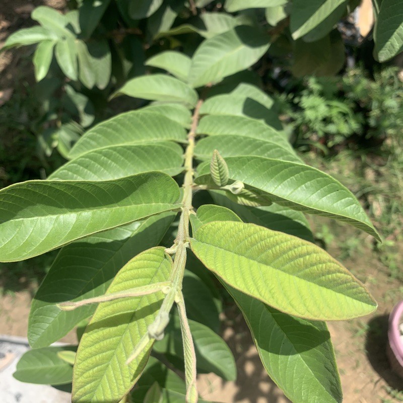 Fresh Guava Bayabas Leaves 25Php Shopee Philippines