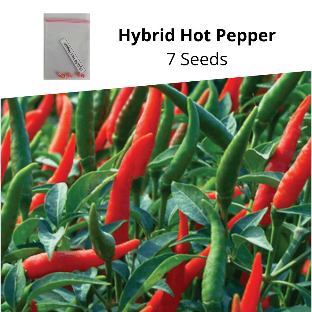 Hybrid Hot Pepper Seeds Shopee Philippines
