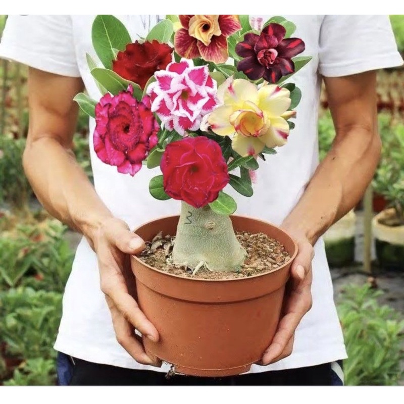 Multi Petals Adenium Flower Seeds Tropical Home Outdoor Garden Shopee