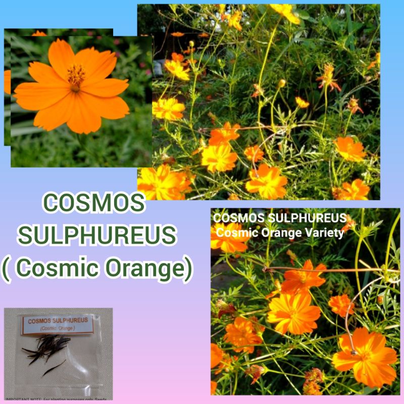 Seeds Cosmos Sulphureus Cosmic Orange Shopee Philippines