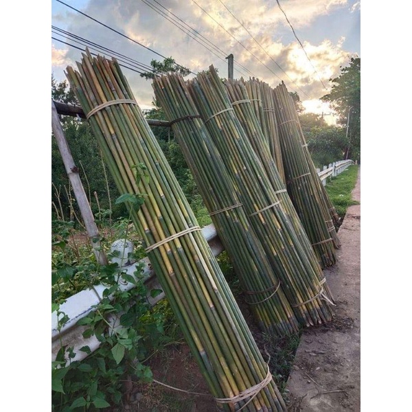 Bamboo Pole Plant Pole Buho Kawayan Plant Support Stick Base For