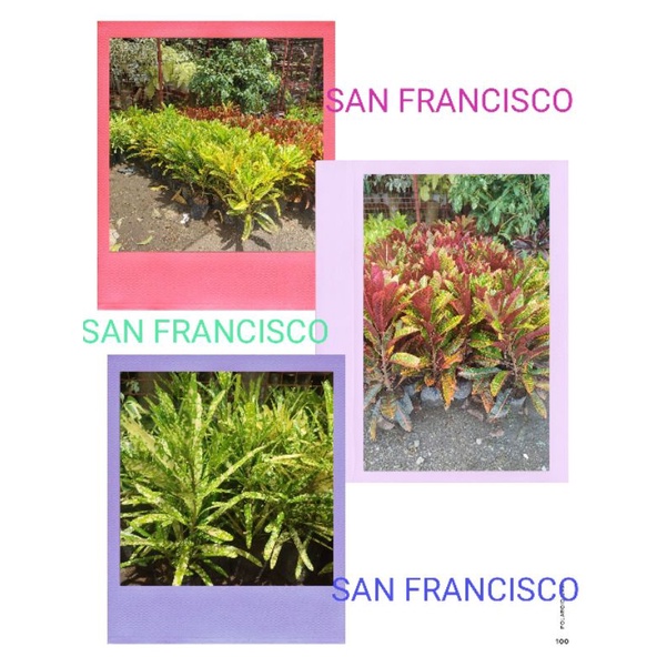 San Francisco Varieties Live Plants With FREEBIES Shopee Philippines