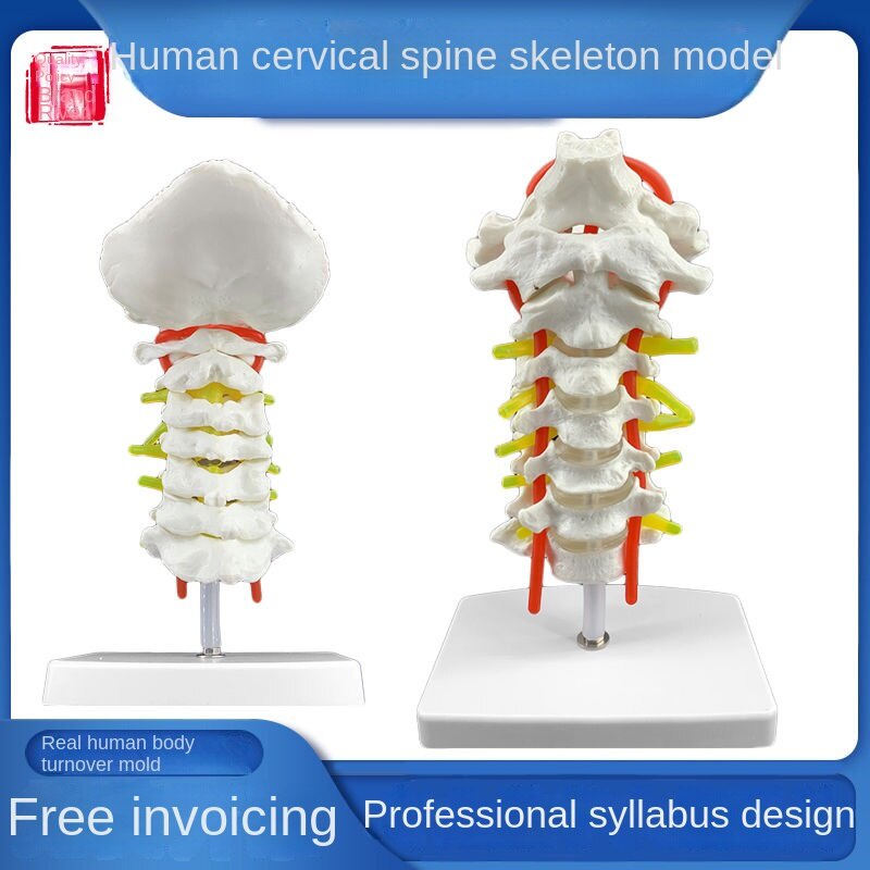 Cervical Vertebra Arteria Spine Spinal Nerves Anatomical Model Life