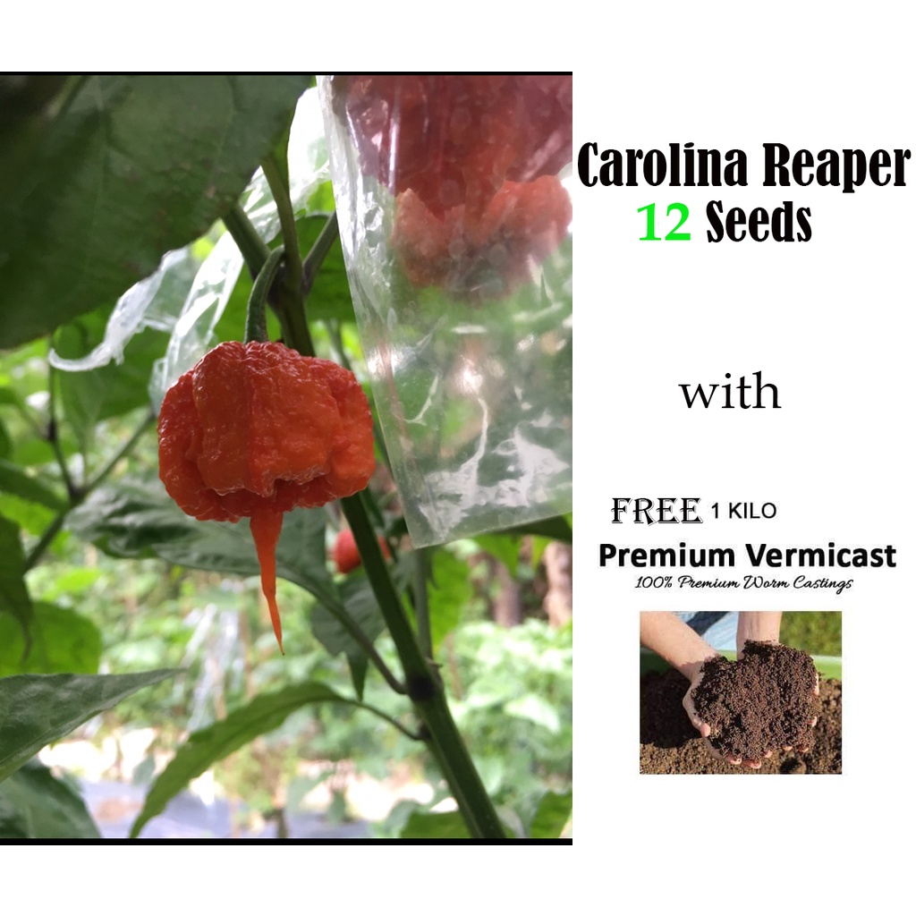 Carolina Reaper Seeds With Free Kilo Premium Vermicast Soil