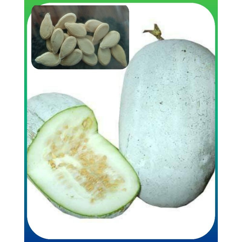 Kundol Seeds Pcs Wax Gourd Ash Gourd Winter Melon Seeds Shopee