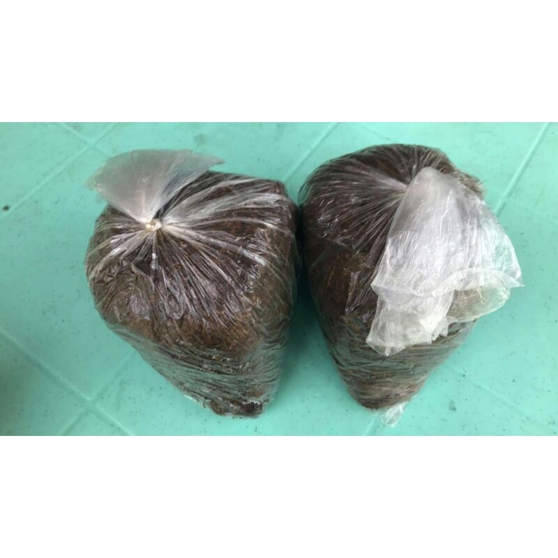 1kg Binhi Ng Kabuteng Saging Volva Mushroom Spawn Shopee Philippines