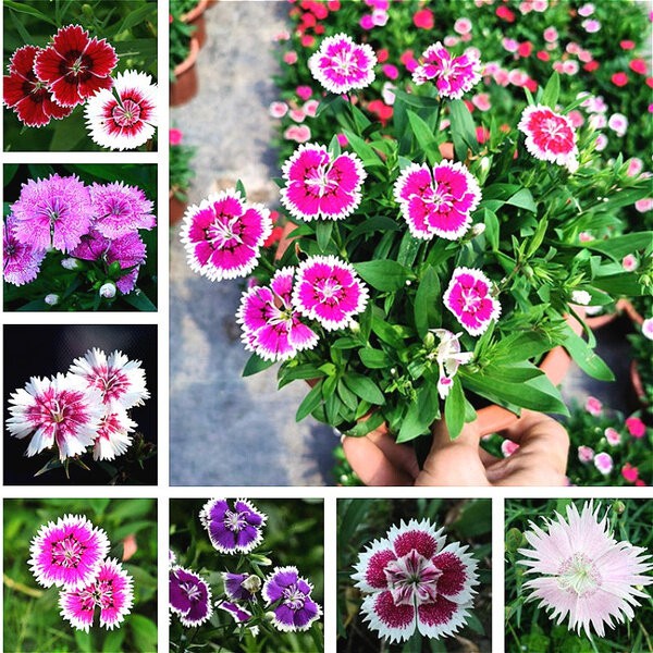 Ready Stock Rare 50pcs Perennial Dianthus Chinensis Seed Bonsai Seed