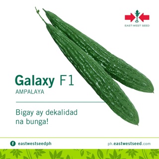 100g EAST WEST GALAXY F1 GALAXY MAX AMPALAYA SEEDS AMPALAYA BITTER