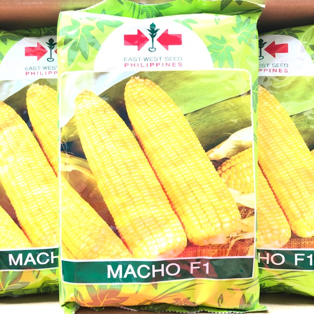 East West Macho Dos F Corn Mais Seeds Sweet Corn Hybrid Seeds