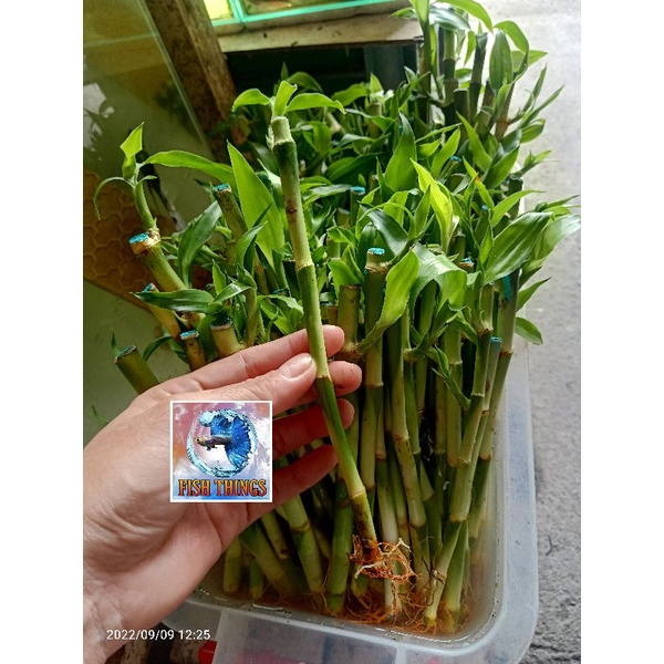 Lucky Bamboo Stalks Shopee Philippines