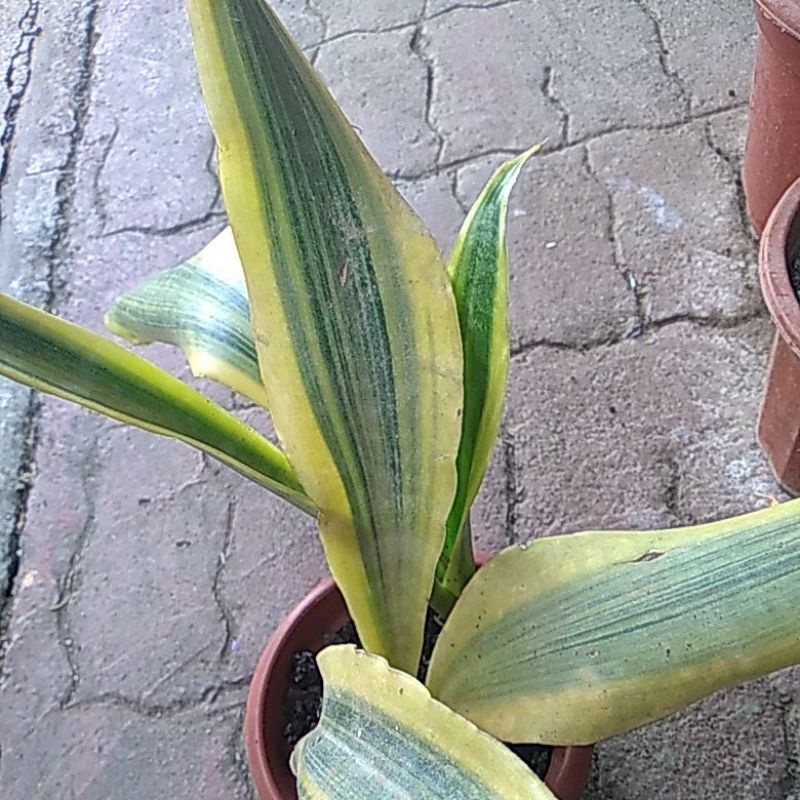 Sansevieria Silver Siam Metallica Snake Plant Rare Shopee Philippines