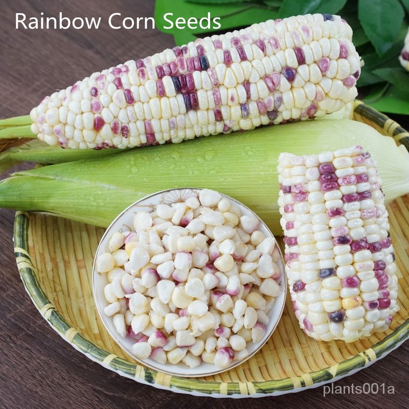 Philippines Pcs Hybrid Sweet Glutinous Rainbow Corn Seeds Bonsai Rare