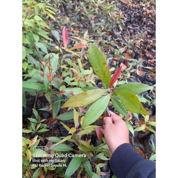 Malabayabas Tristaniiopsis Decorticata Seedlings Shopee Philippines