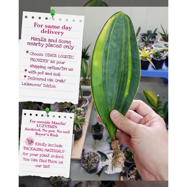 Rare Var Masoniana Sanseveria Snakeplant Collection Live Shopee