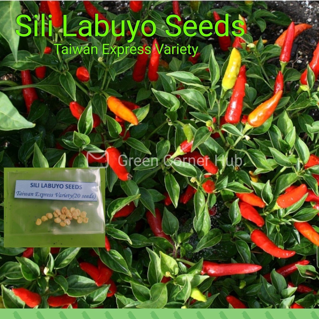 Sili Labuyo Seeds Taiwan Express Variety Shopee Philippines