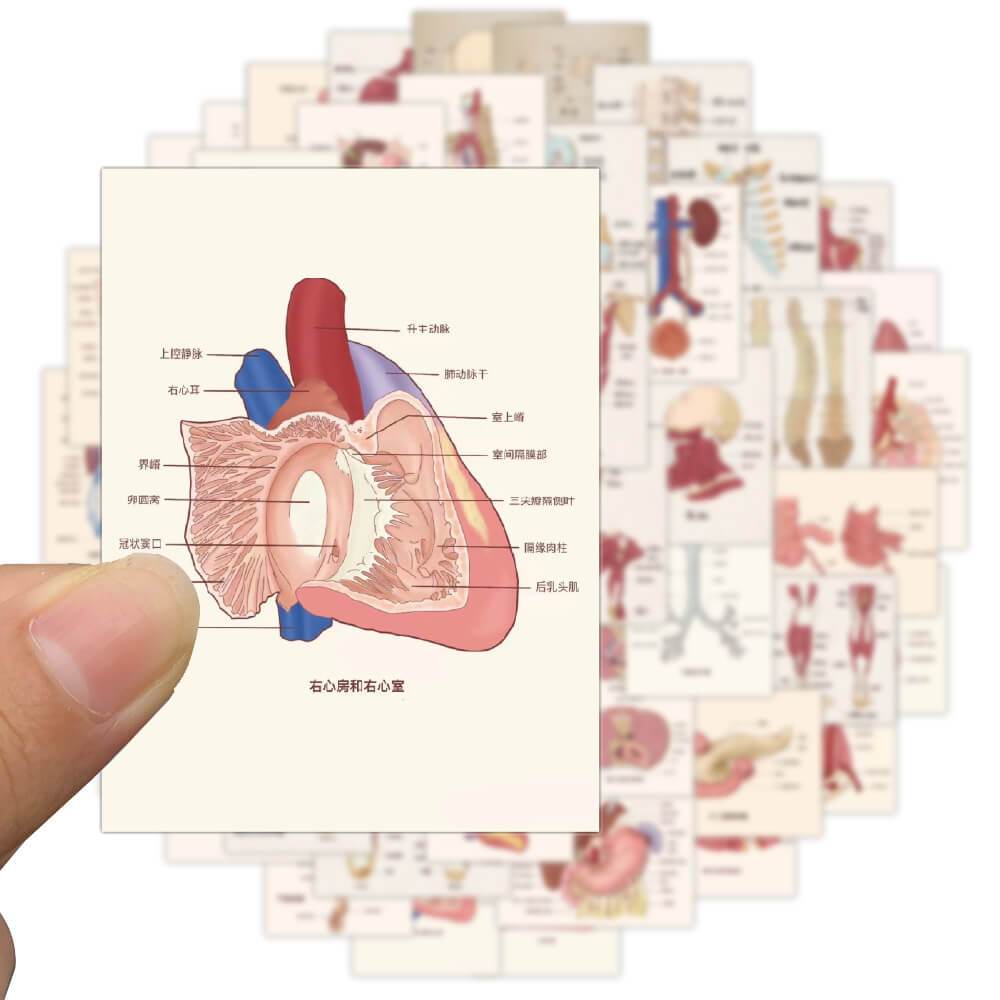 Large Stickers 50Pcs Human Body Organ Stickers Waterproof Sticker