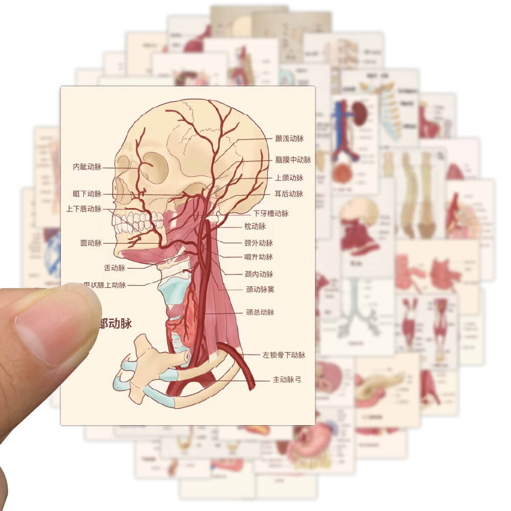 Large Stickers Pcs Human Body Organ Stickers Waterproof Sticker