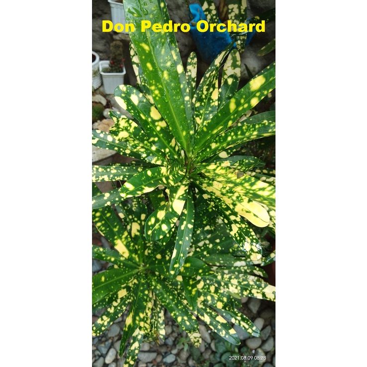 San Francisco Varieties Toothpick Croton Live Plants Shopee Philippines