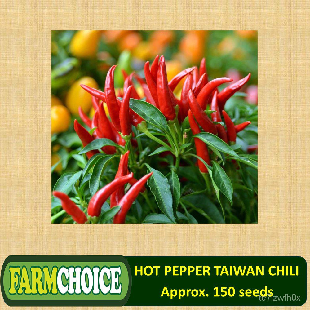 Spot SeedsSiling Labuyo Hybrid 150 Seeds Hot Pepper Taiwan Chili