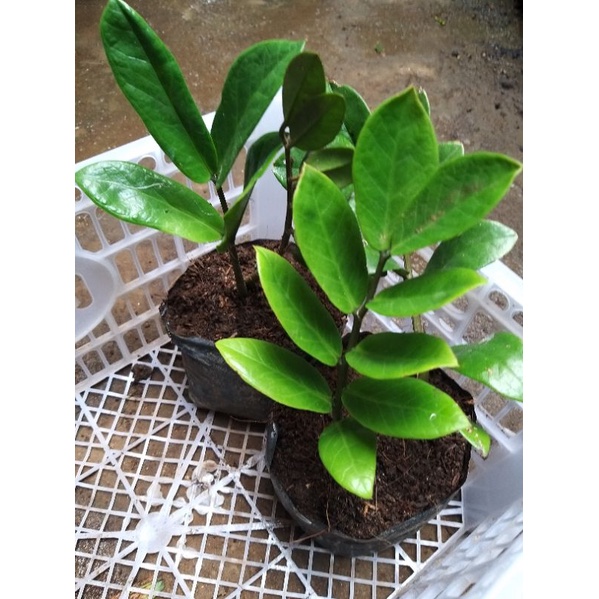 Welcome Plant Zz Plant Zamioculcas Zamiifolia Plant Seedlings Shopee