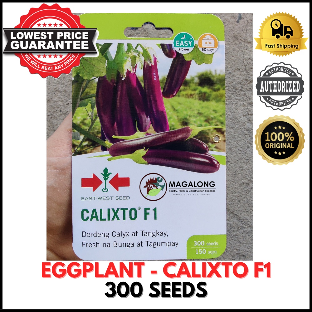 EAST WEST SEEDS EGGPLANT SEEDS CALIXTO F1 HYBRID 300 SEEDS