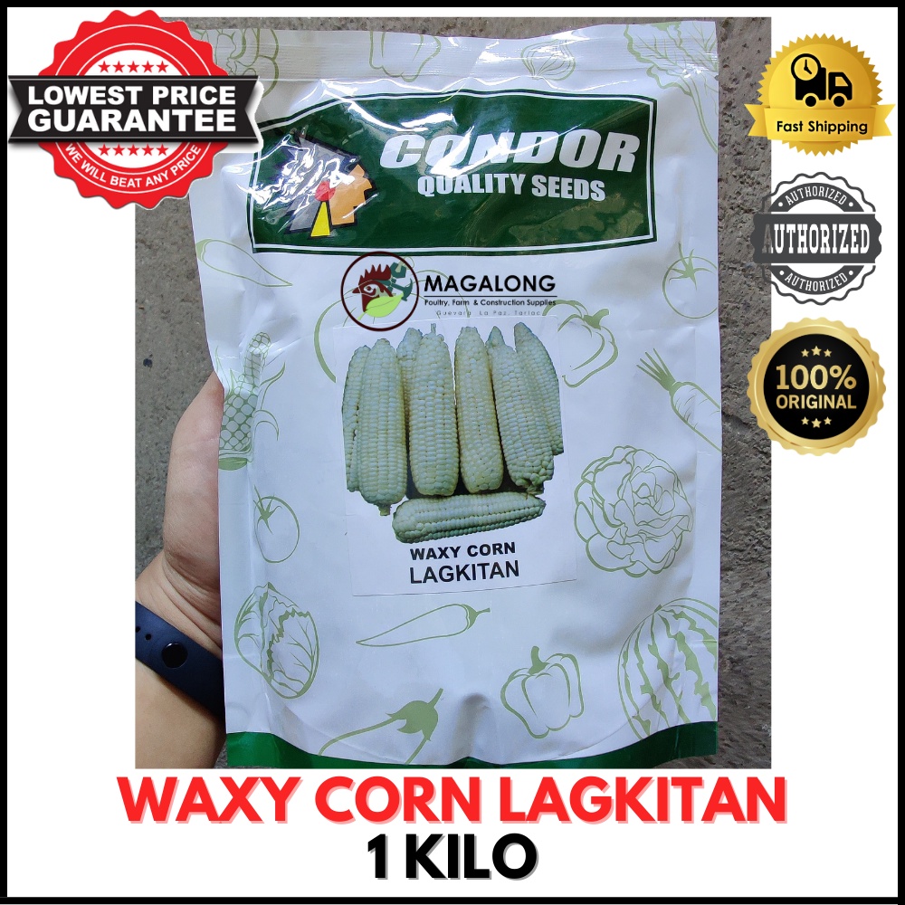 Condor Seeds Waxy Corn Lagkitan Kilo Shopee Philippines