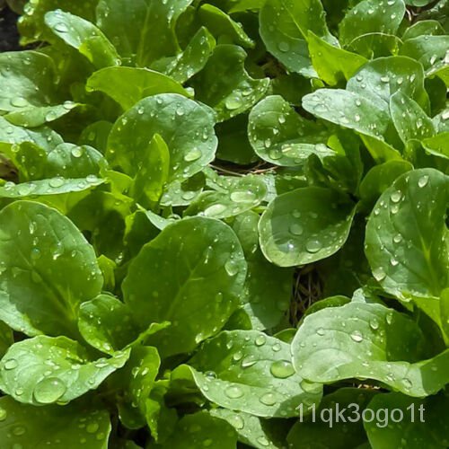 Corn Salad 039 Verte De Cambrai 039 500 Seeds Lambs Letting