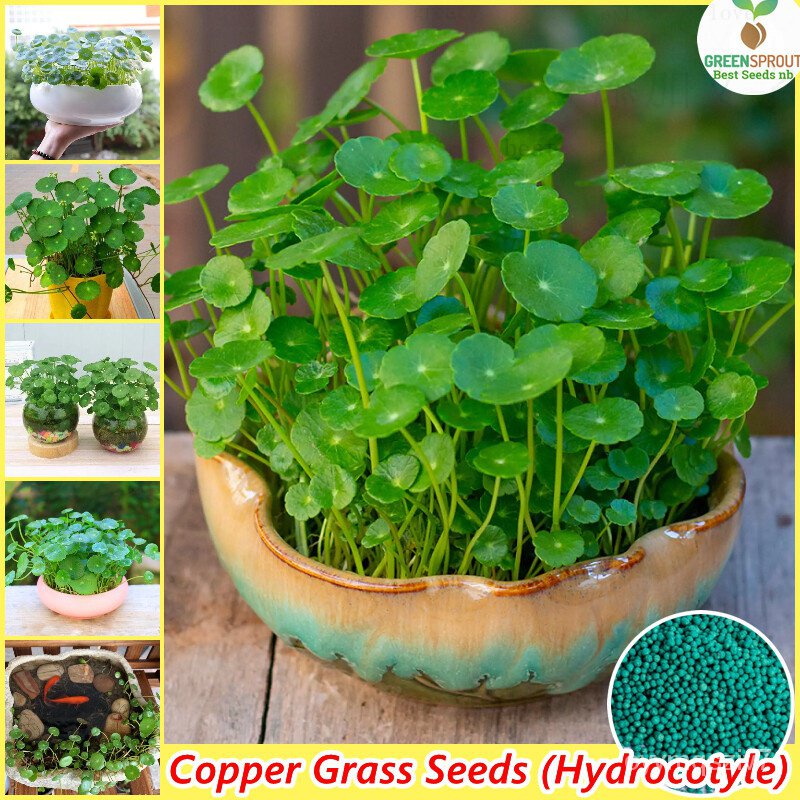 Seeds Coated Copper Grass Plant Seeds Cold Water Flower Seeds Easy