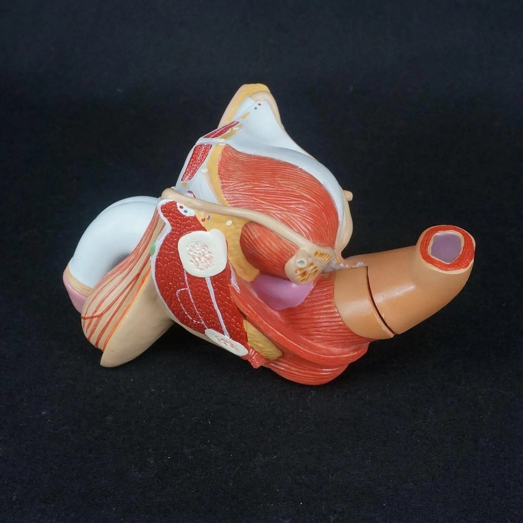 23i Human Male Genital Penis Organ Anatomical Medical Model Anatomy