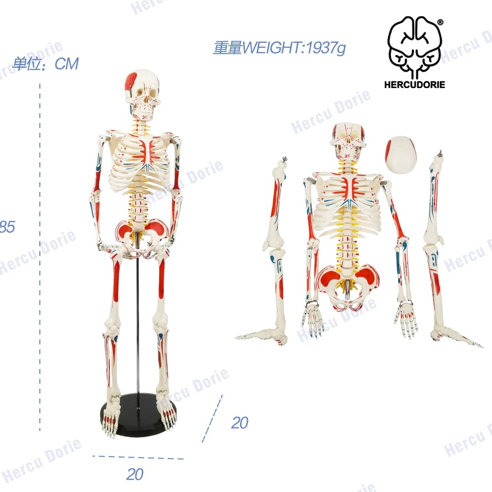 Anatomy Lab Half Life Size Painted And Numbered Human Skeleton Model