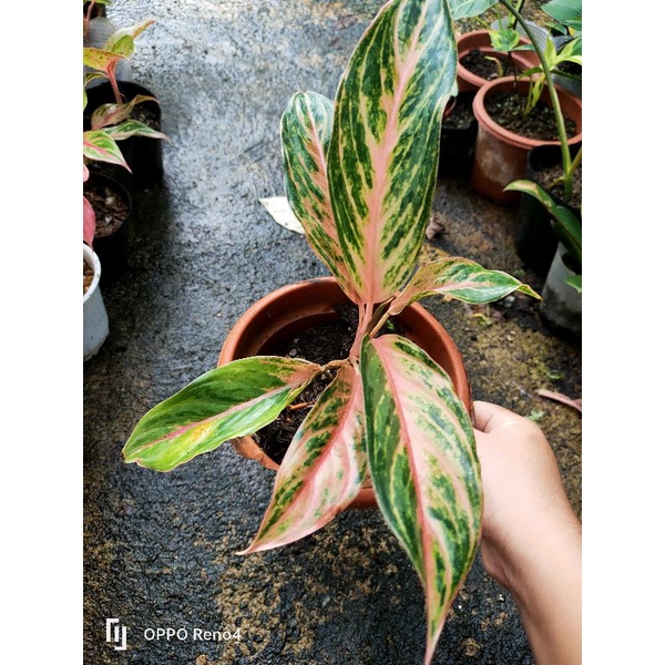 Aglaonema Neon Hybrid Or Obama Shopee Philippines