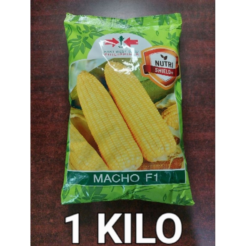 Macho Dos F Kilo Hybrid Sweet Corn Seeds Mais Seedd For Planting