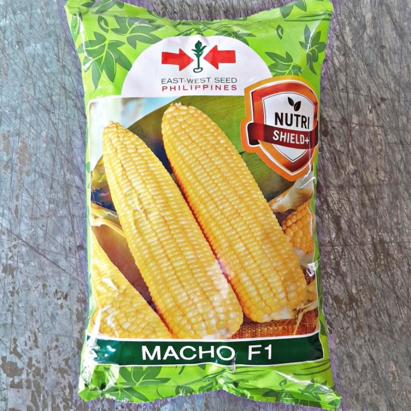 MACHO F1 HYBRID SWEET CORN SEEDS 1 KILO By EAST WEST SEED Shopee