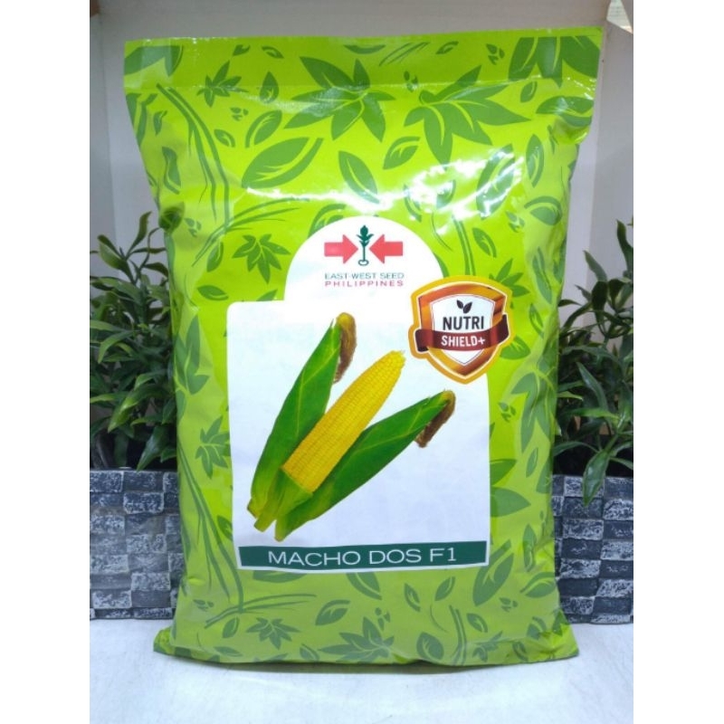 Macho Dos F1 Sweet Corn East West Seeds Kg Shopee Philippines