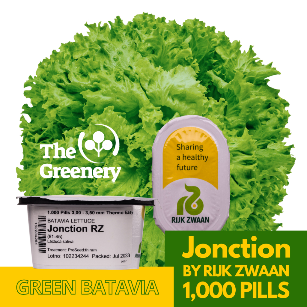 Jonction Green Batavia Lettuce Seeds By Rijk Zwaan Shopee Philippines