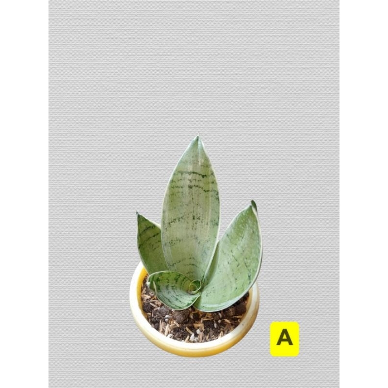 Sansevieria Night Owl Silver Hahnii Marginated Shopee Philippines