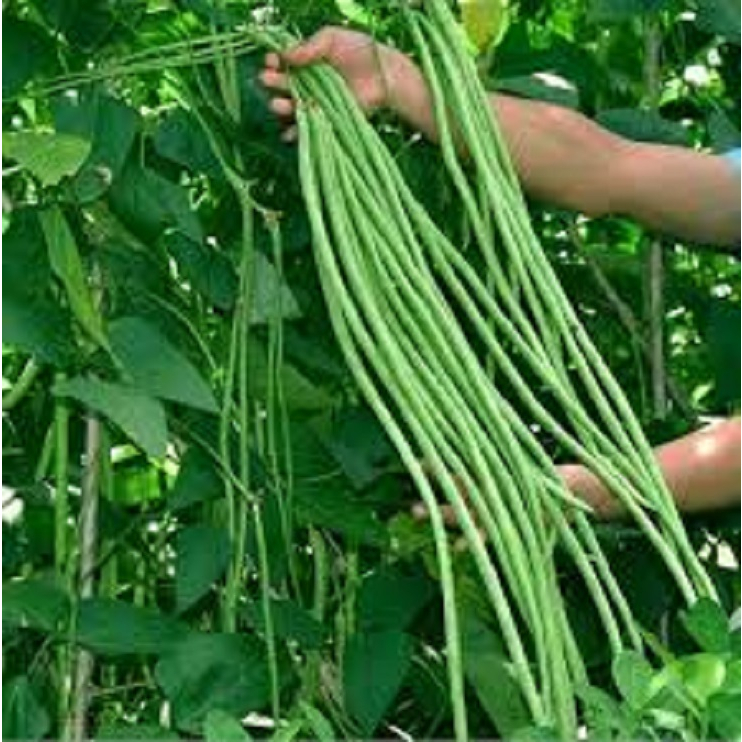 Sitaw Seeds Meter Long String Beans Shopee Philippines