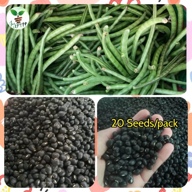 Black Sitaw Na Turo Seeds Black Seeds For Planting High Germination