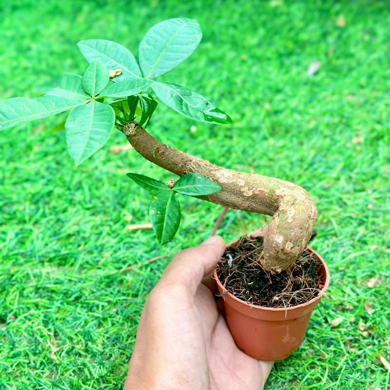 Money Tree Pachira Aquatica Mini Small Chestnut Lucky Plant For