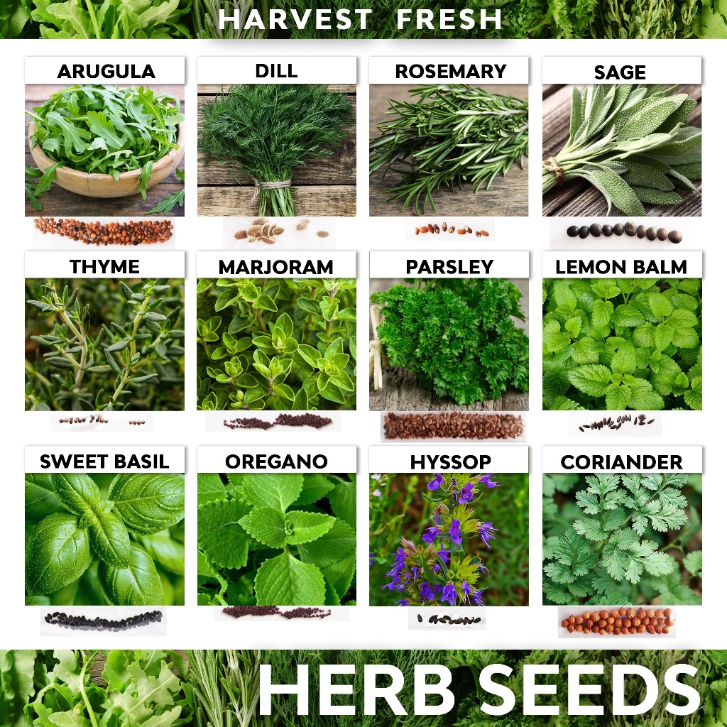 Herbs Vegetable Seeds Basil Sage Rosemary Thyme Oregano Arugula