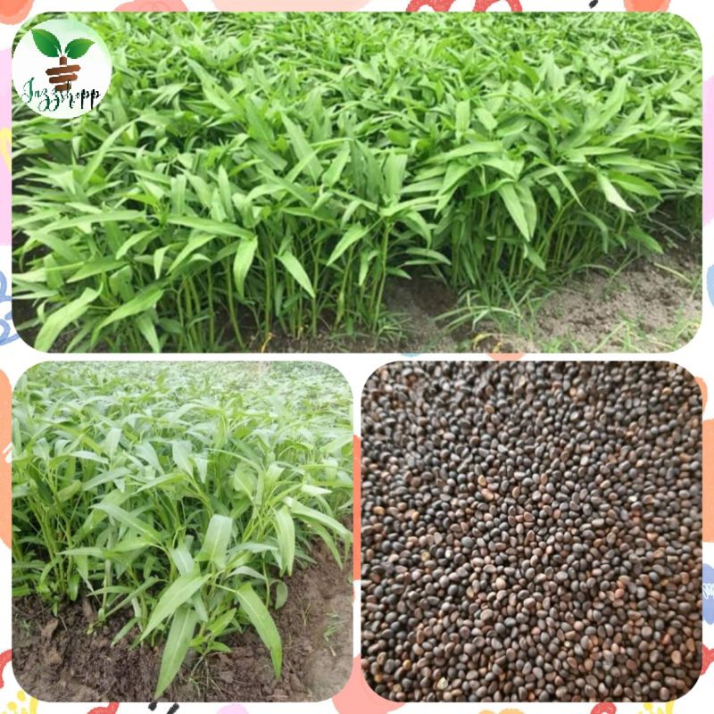 Chinese Kangkong Seeds For Planting Certified Seeds High Germination