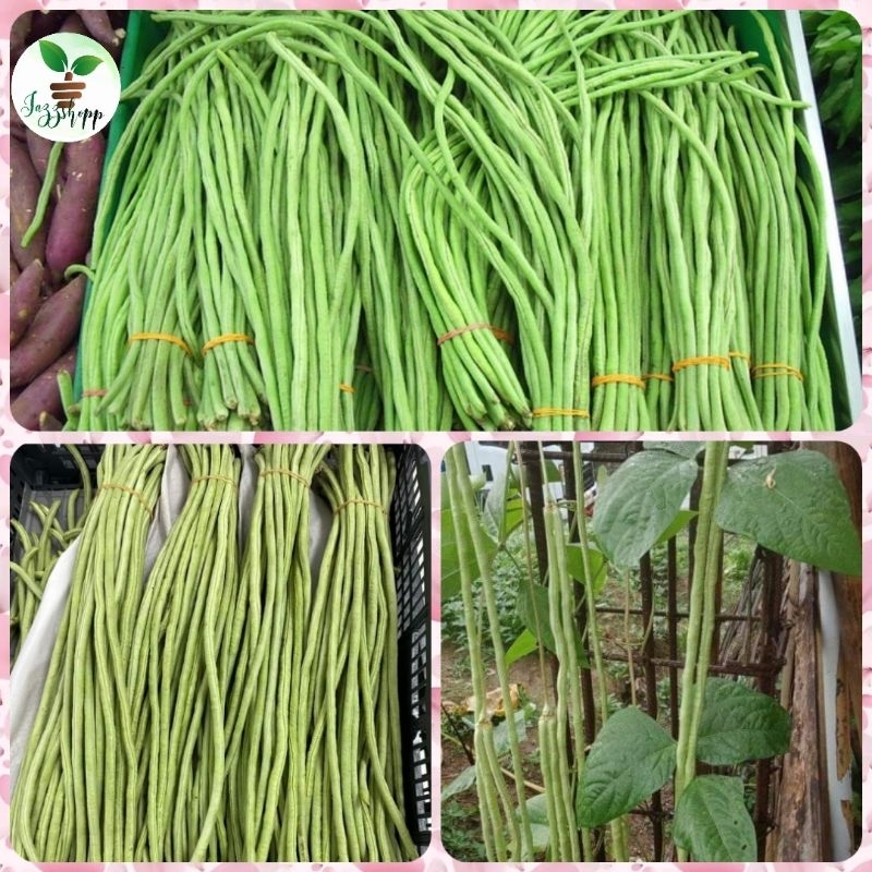 Sitao Long Sitaw Galante Variety Seeds Yard Long Certified Seeds High