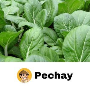 Wholesale Vegetable Seeds Pechay Seeds Packs Per Package High