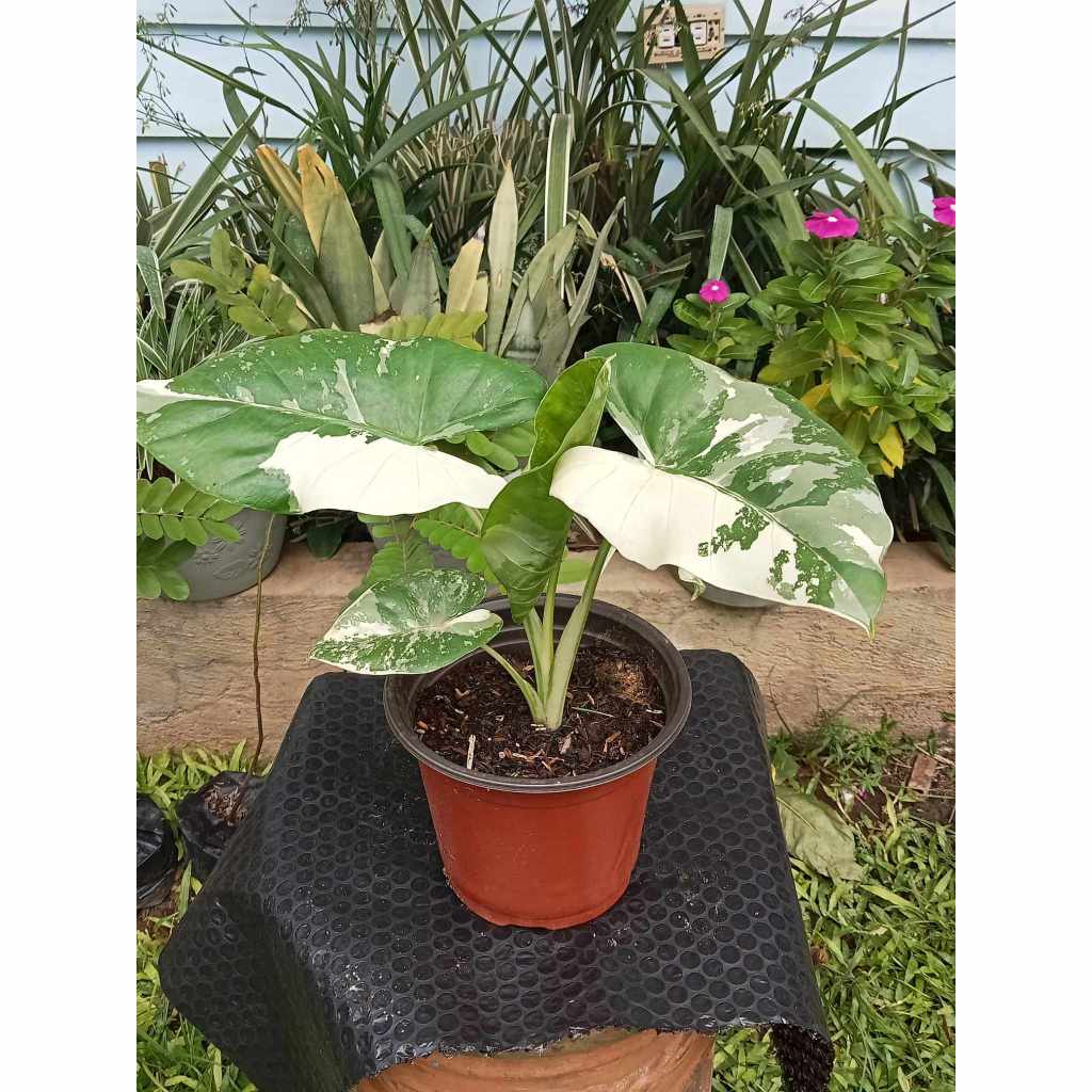 Alocasia Macrorrhiza Variegata Known As The Variegated Elephant Ear