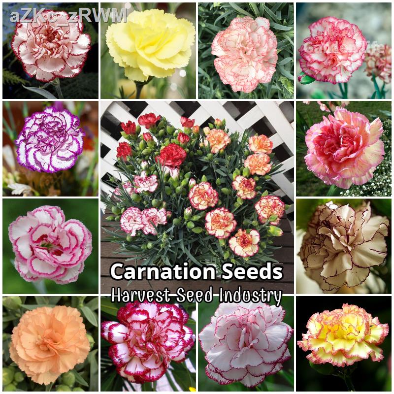 Selling High Quality Seedingrare Carnation Seed Gardening Flower Seeds