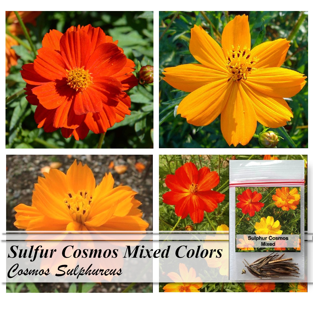 Seeds Sulfur Cosmos Cosmos Sulphureus Flower Seeds In Yellow Red