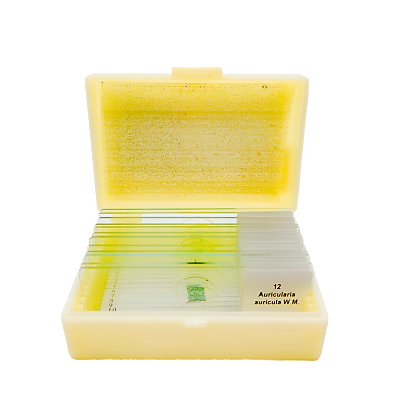 12pcs Fungus Microorganism Biological Prepared Glass Slides Microscope