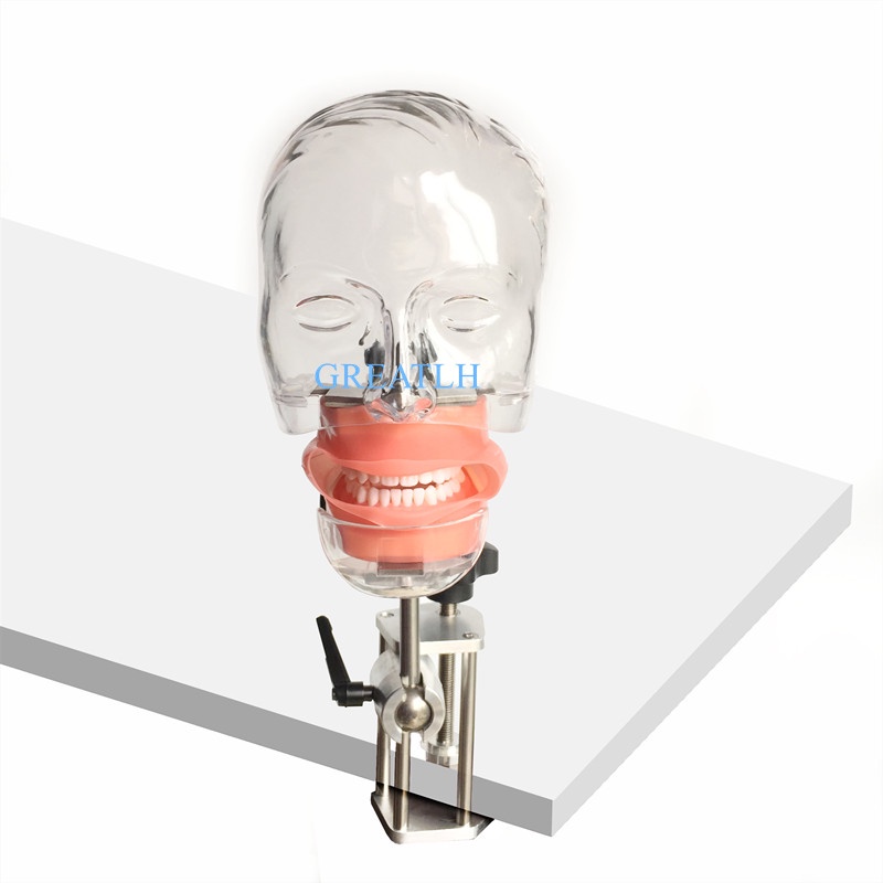 Head Model Dental Simulator Nissin Manikin Phantom Head Model 3sets