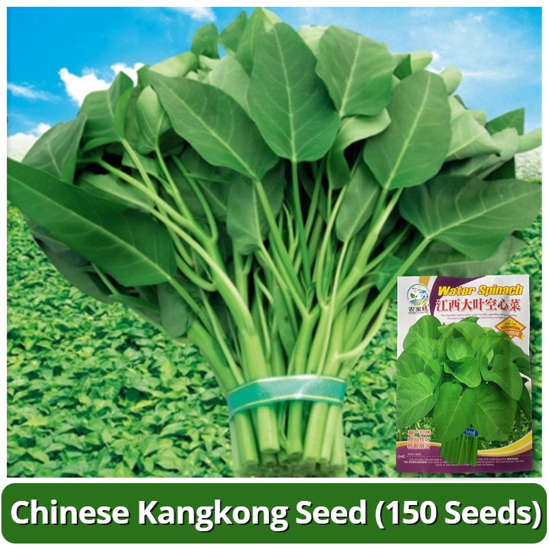 High Yield Big Leaf Water Spinach Seeds 150 Seed Chinese Upland